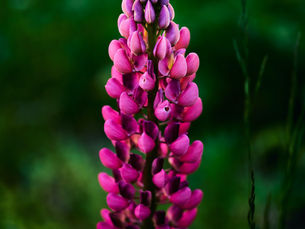 Lupins are essential for any cottage garden.