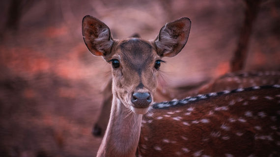 Safari Ranthambore