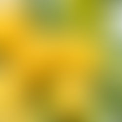 If Life Gives You Lemons...