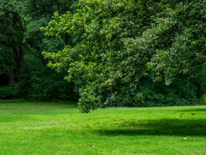 Pelouse tondue entourée d'arbre