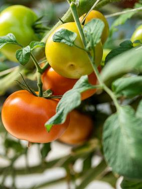 ripe and unripe tomatoes on plant
