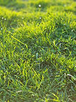 Landscaping and lawn mowing Glencoe AL