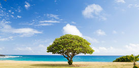Photosynthesis in Higher Plants