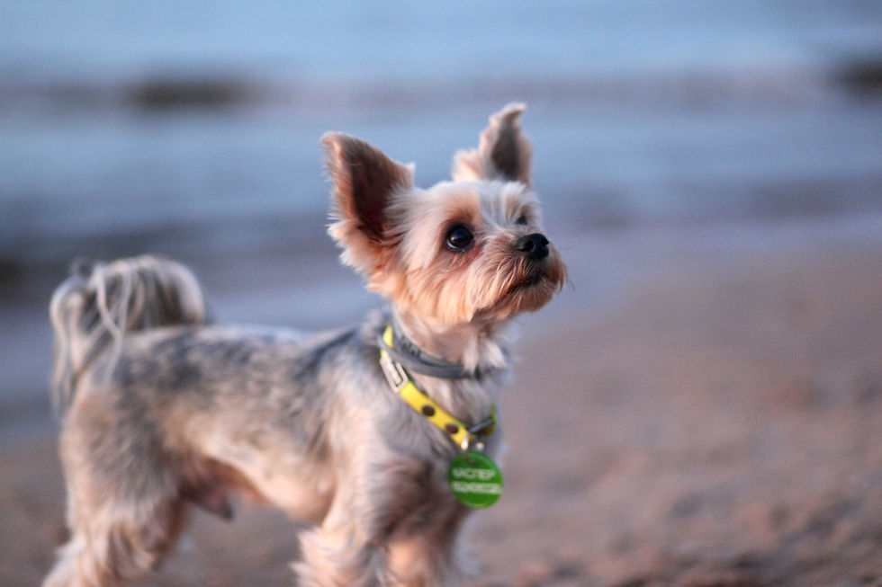 Kleiner Hund am Strand