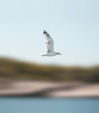 Image by Mateusz Klein