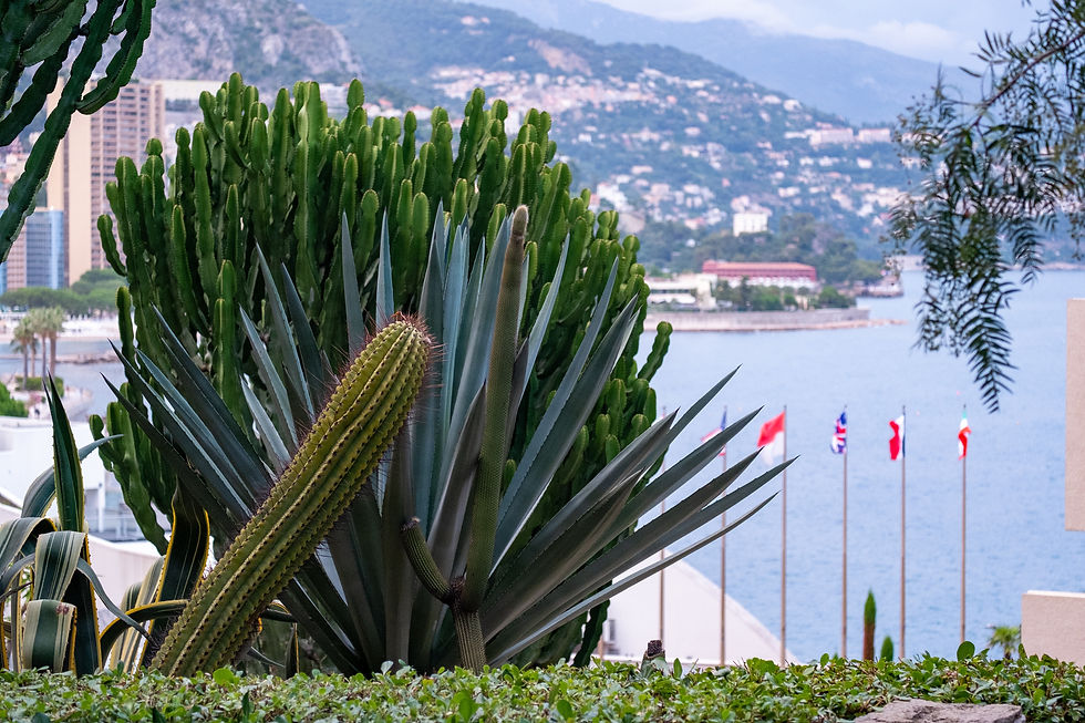 Monaco Scavenger Hunt Cactai