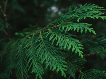 MN NATIVE TREES