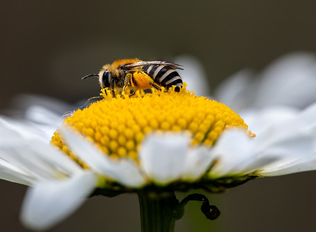 Image by Fabien BELLANGER