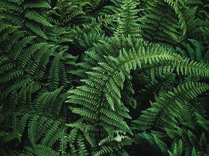 fern fronds