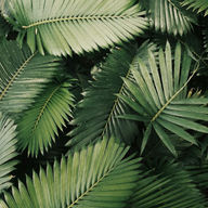 parlour palm