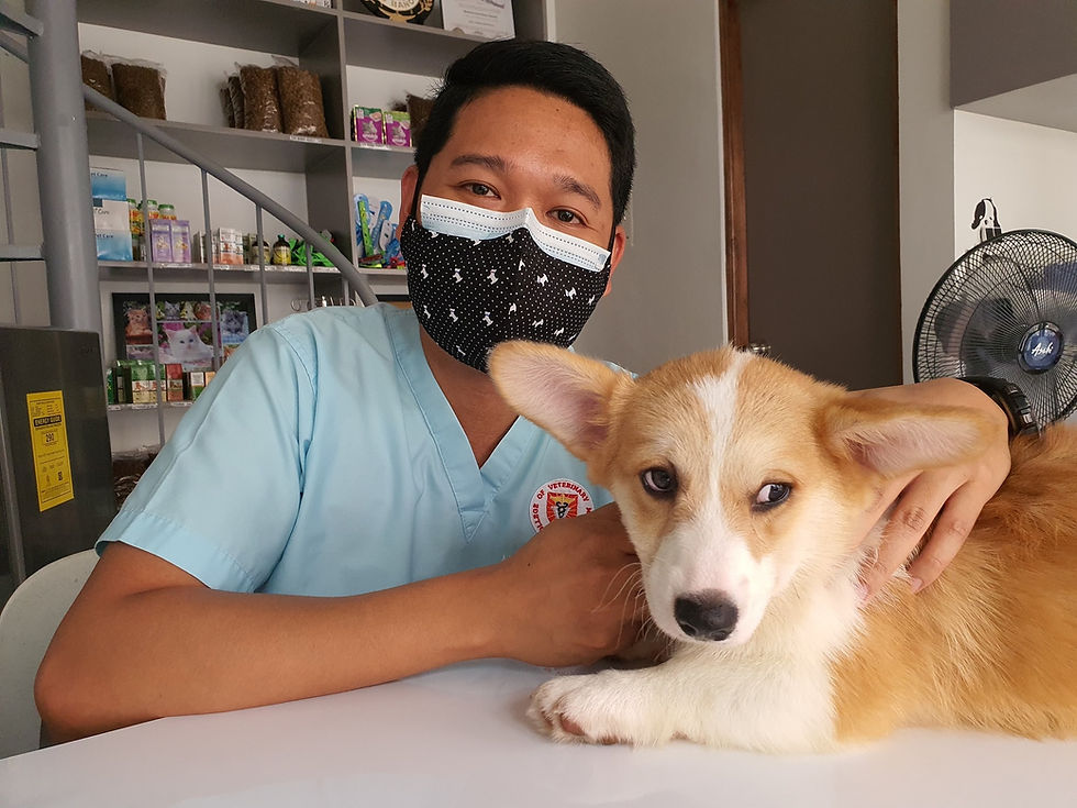 holistic vet with corgi