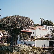 icod de los vinos