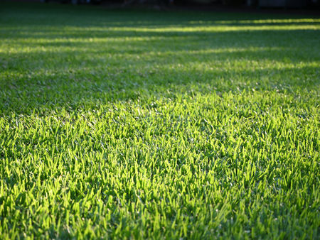 Sunlit green turf field with shadows, creating a peaceful and serene atmosphere. No people or text visible.