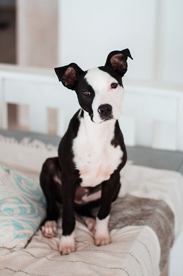 Photo of dog