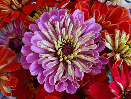 The Enchanting Bloom: Zinnia
