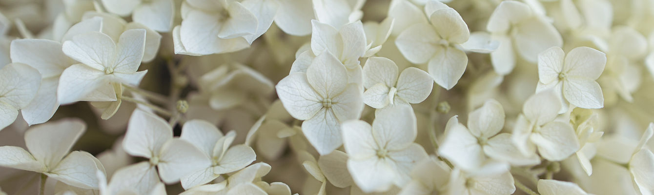 Image by Andreas Haslinger