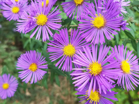 Embracing Fall with Asters: The Last Dance of your Garden's Flowers