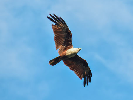 Rise Above the Chaos