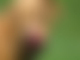 A light brown dog licking its nose