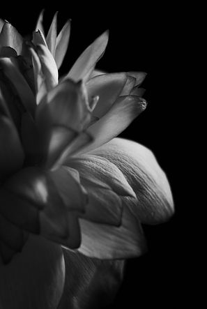 Image by Anindita Barma