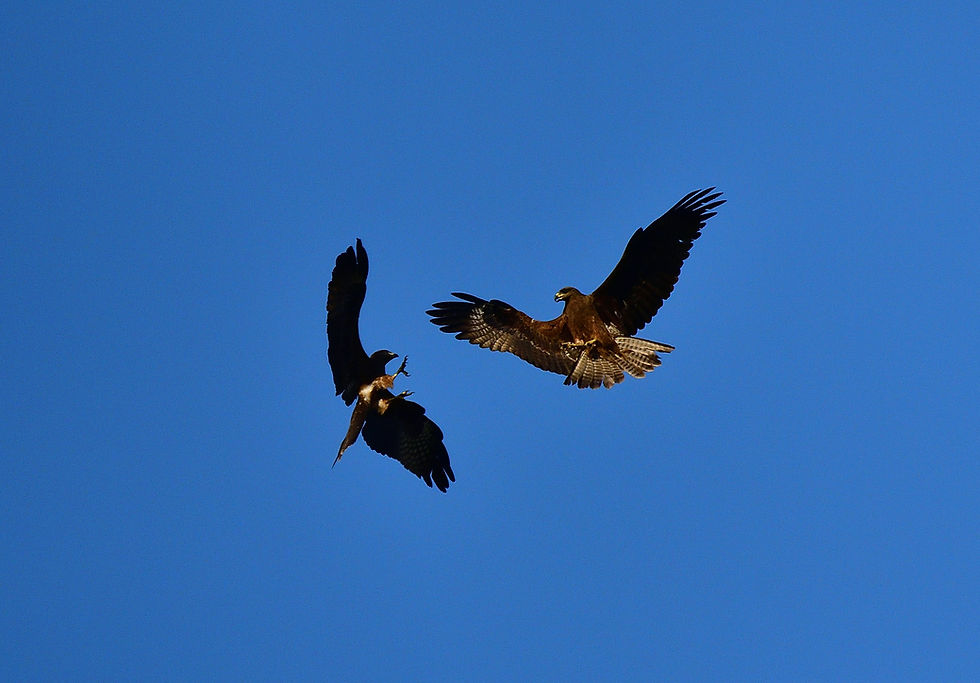 Two hawks or eagles clash midair against a clear blue sky, wings spread and talons out in a dramatic aerial fight