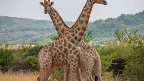 Two giraffes standing, looking in opposite directions