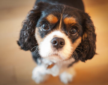 Image by Austin Kirk