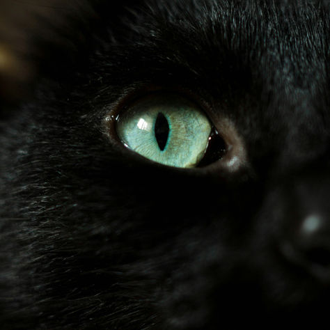 Closeup of a black cat with green eyes.