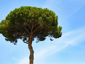 ARC INK MAGAZINE April/May 2006 Volume 9 Issue 2