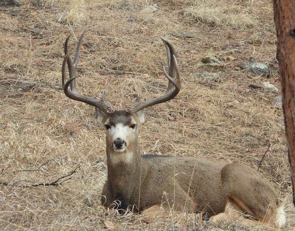 Whitetail Buck