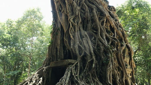 Tuning Forks, Magic, and the Language of Vibration: My New Daily Practice, 285 Hz Tuning Fork Meaning