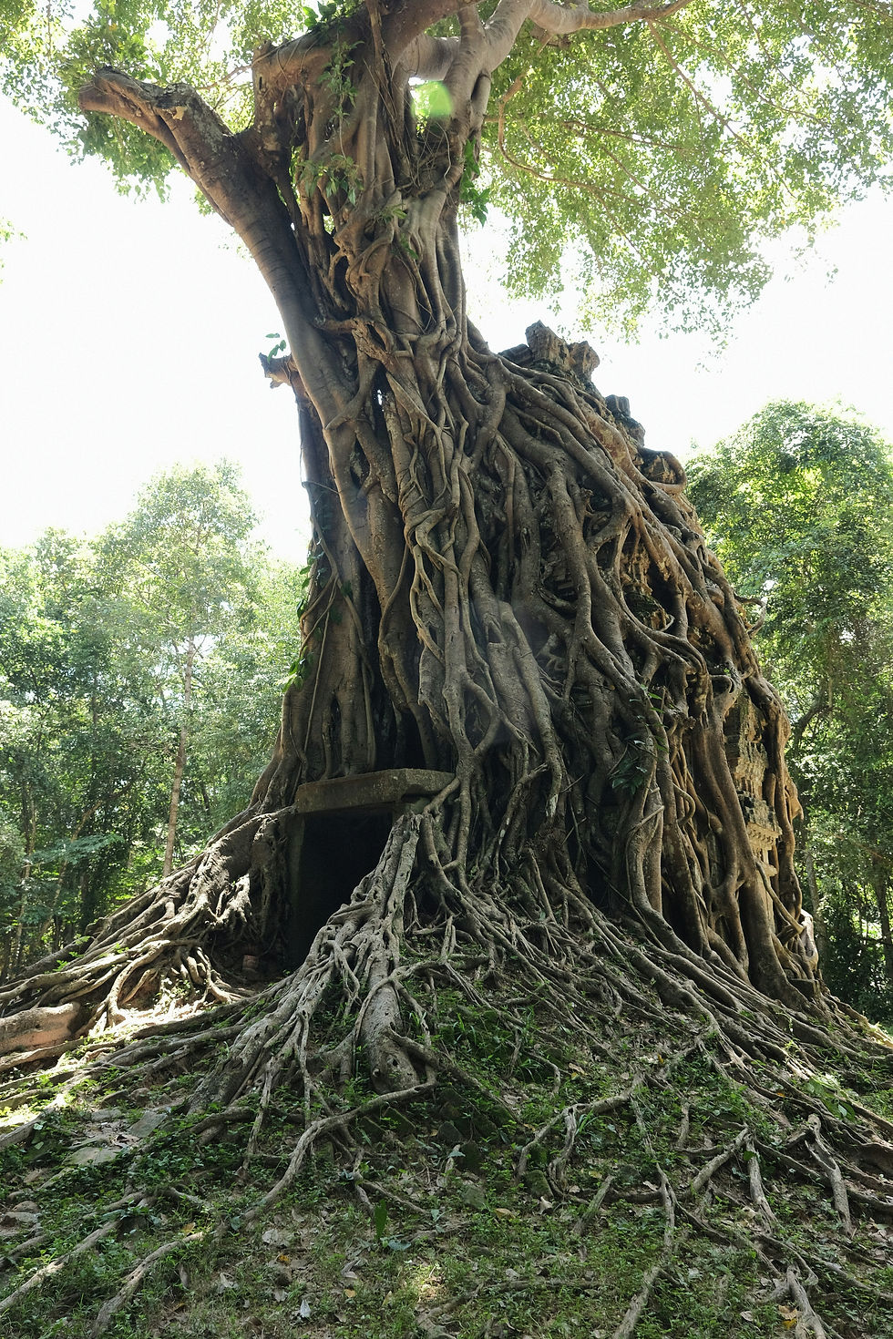 Tuning Forks, Magic, and the Language of Vibration: My New Daily Practice, 285 Hz Tuning Fork Meaning