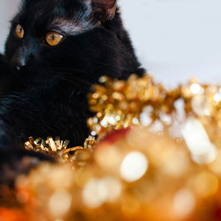 Christmas Pet Safety: Protecting Your Furry Friends During the Festive Season