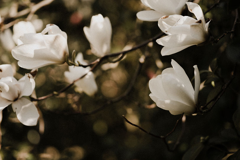 Image by Annie Spratt