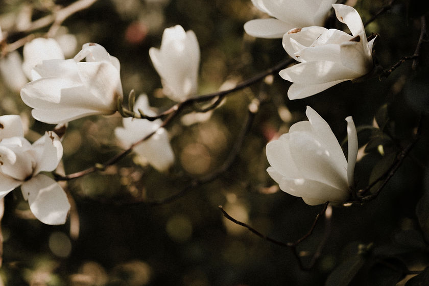 Magnolia tree