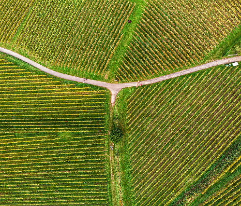 A Tale of Terroir