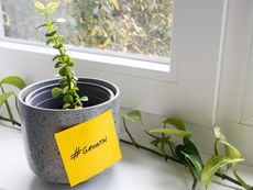 Drop In UK Small Businesses Working On New Growth Initiatives