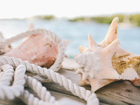 The Battle to Save the Queen Conch