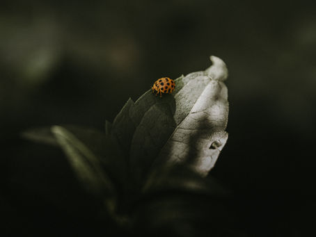 How I Found Myself: A Journey from Pain to Healing