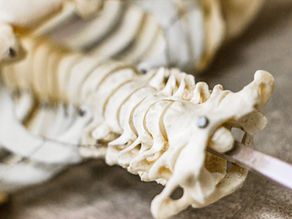 Chiropraktik: Eine ganzheitliche Methode zur Förderung von Gesundheit und Wohlbefinden