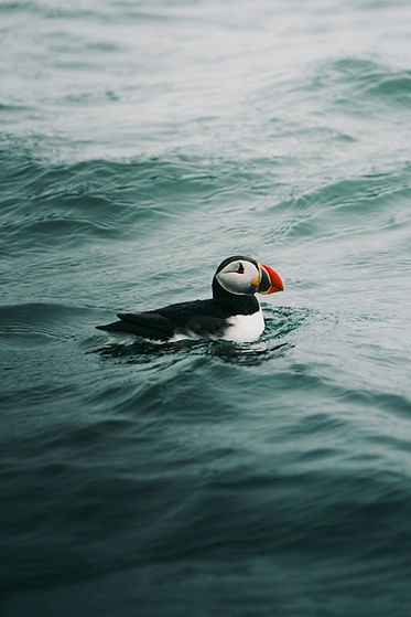 Image by NIR HIMI