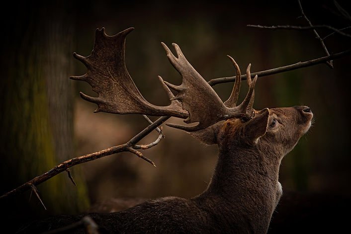 Image by kenny goossen