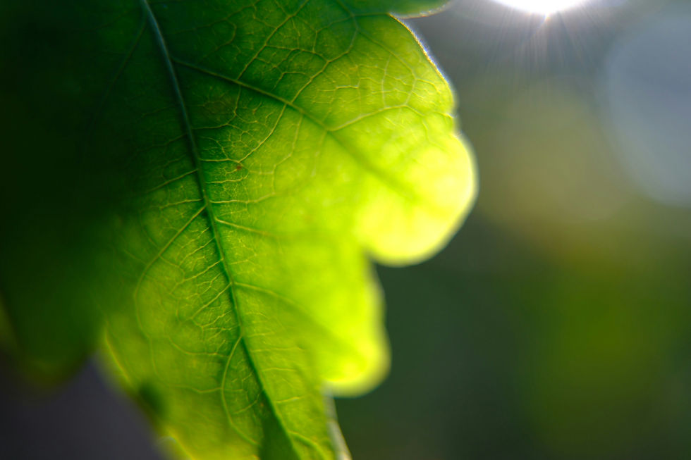 Close-up of a green leaf with soft sunlight glowing through it, creating a calm and gentle natural light