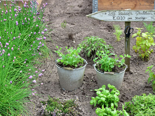 Kräuter für Pferde