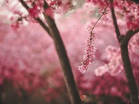 Harmony is your true Nature: Gene Key 2