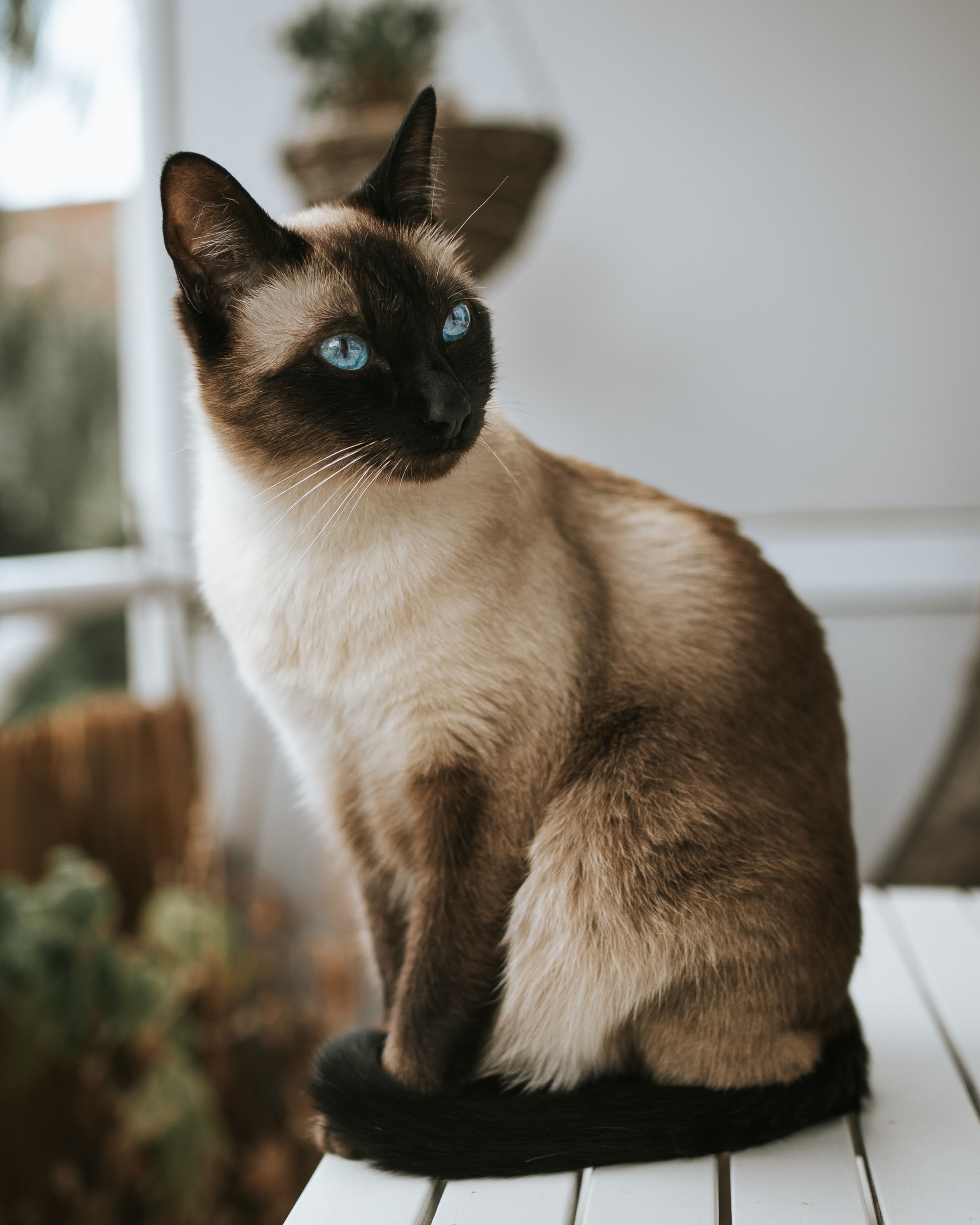 Buy Siamese Cat | Pets Shopping Platform | Nearby Pets India