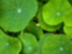 nasturtium
