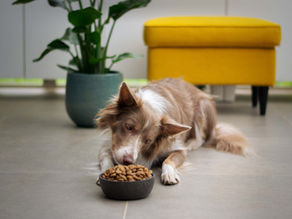 Best Wet Dog Food (2023) - Reviews for wet food