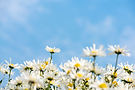 Image by Linh Pham