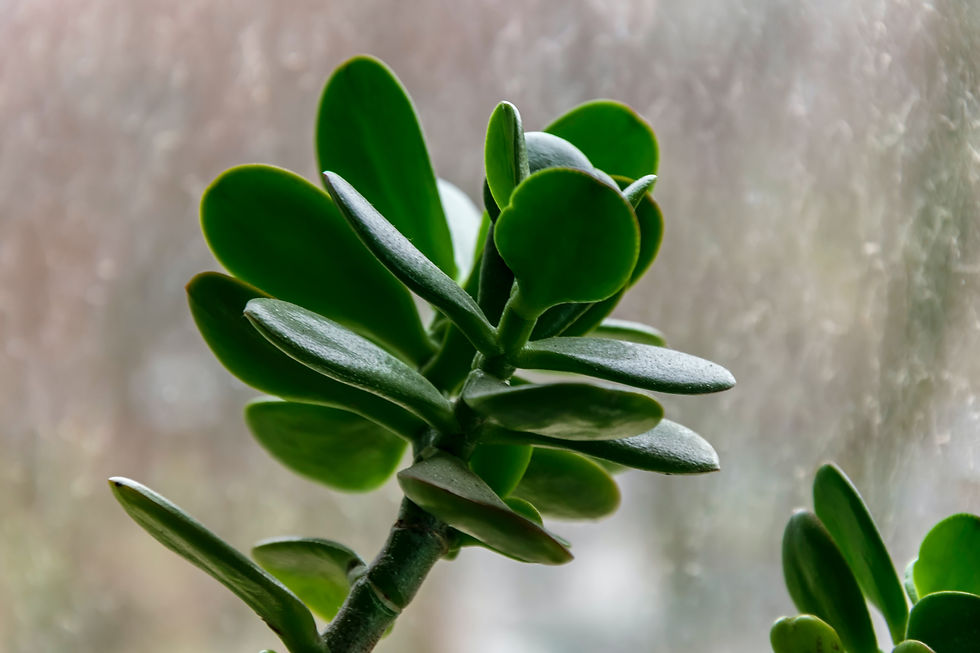 jade plant care